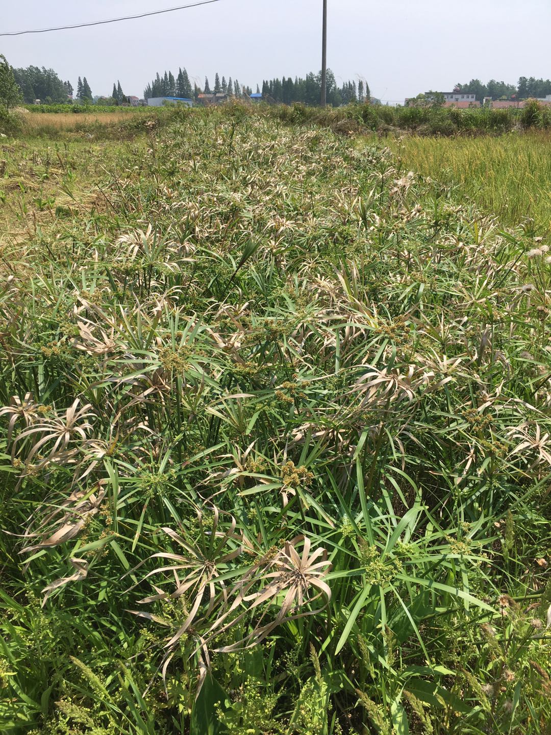 云南土著水生植物僅剩22種 專家...